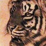 Tattoos - Tiger side piece - 122709